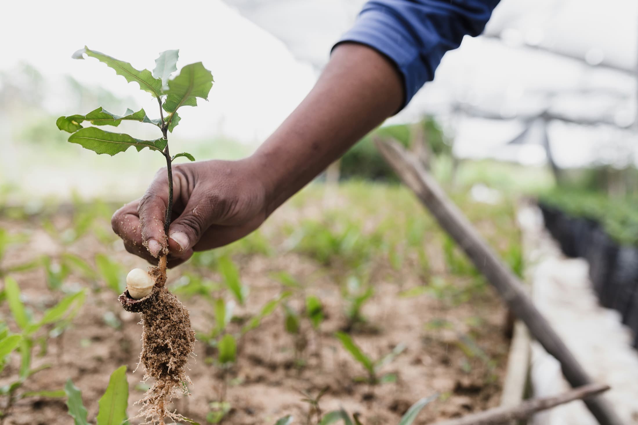 A hand holding a young seedling with exposed roots and soil.
